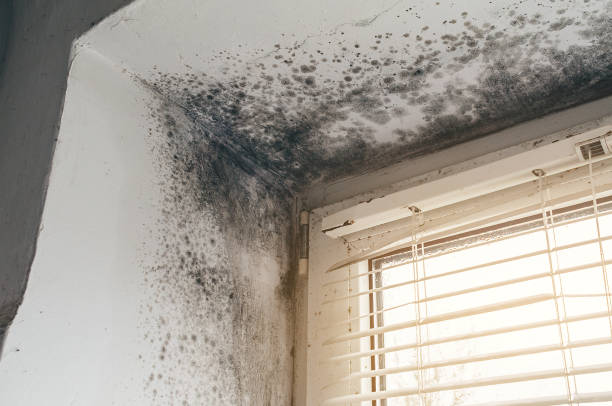Affordable Mold Cleanup solutions in Henrico, NC